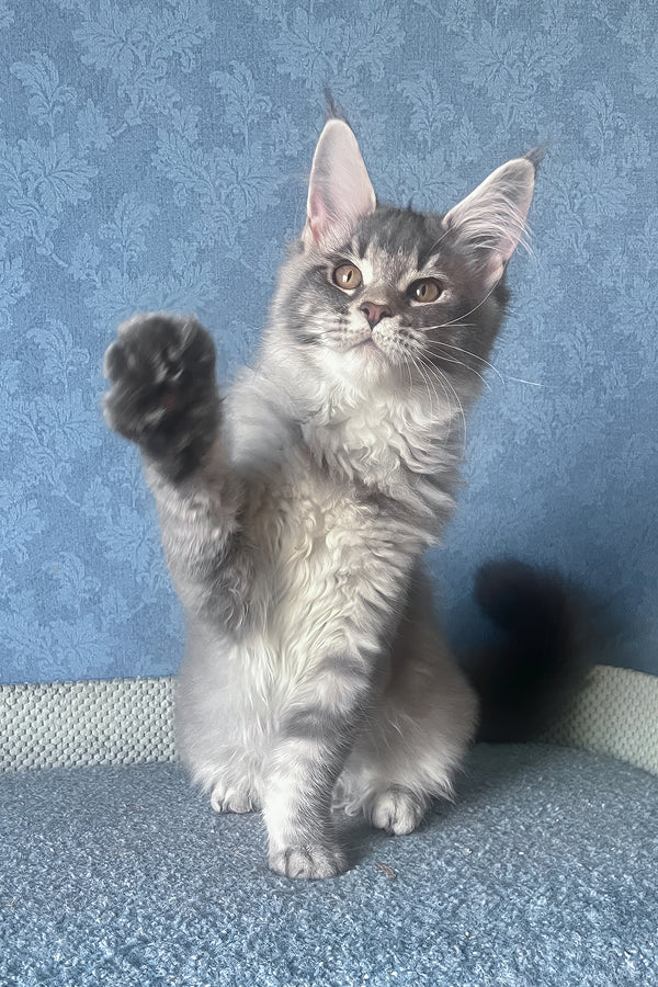 Kira | Maine Coon Kitten