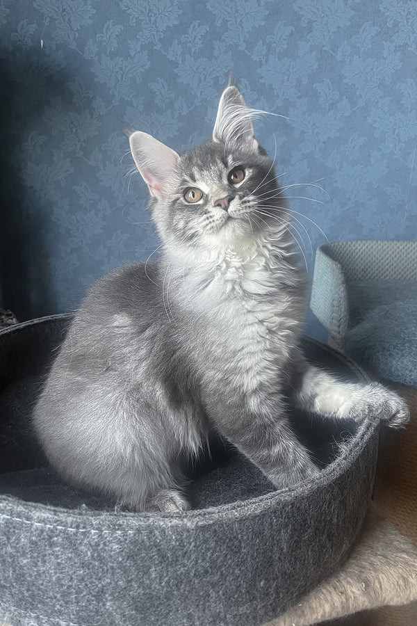 Kira | Maine Coon Kitten