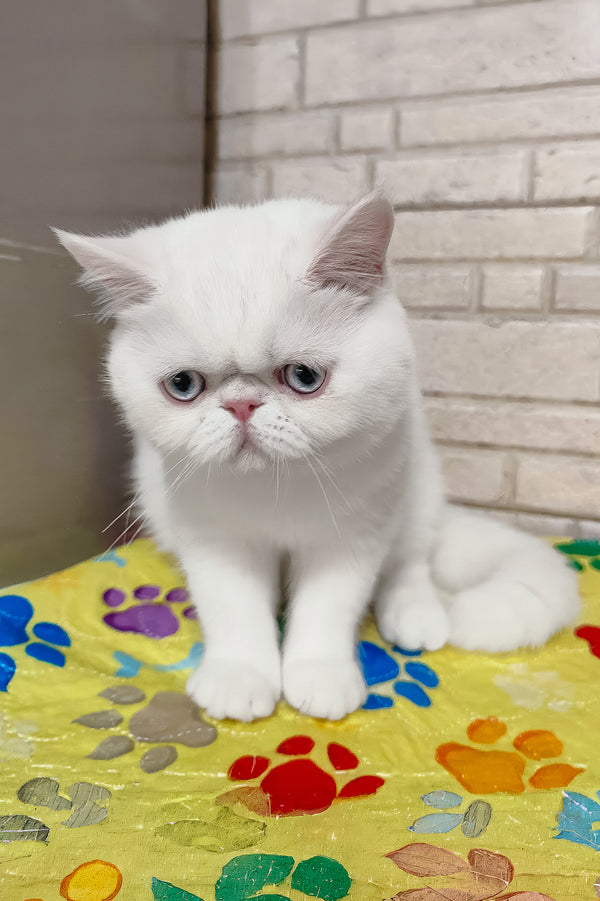 Kokos | Exotic Shorthair Kitten