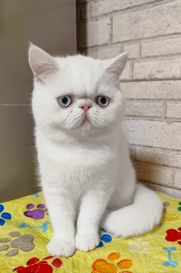 Kokos | Exotic Shorthair Kitten