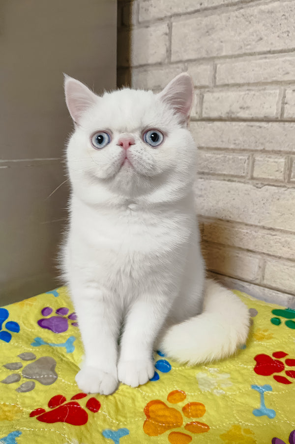 Kokos | Exotic Shorthair Kitten