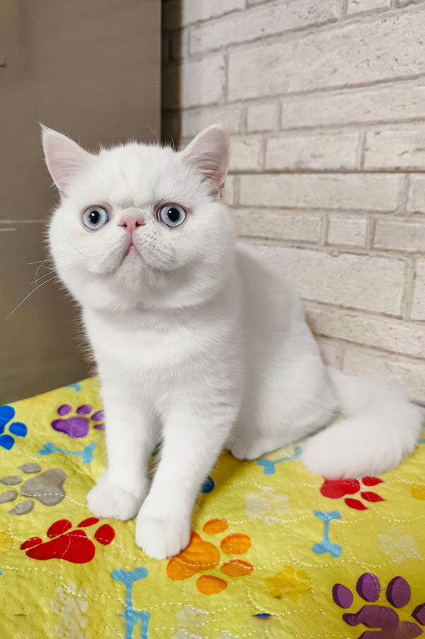 Kokos | Exotic Shorthair Kitten