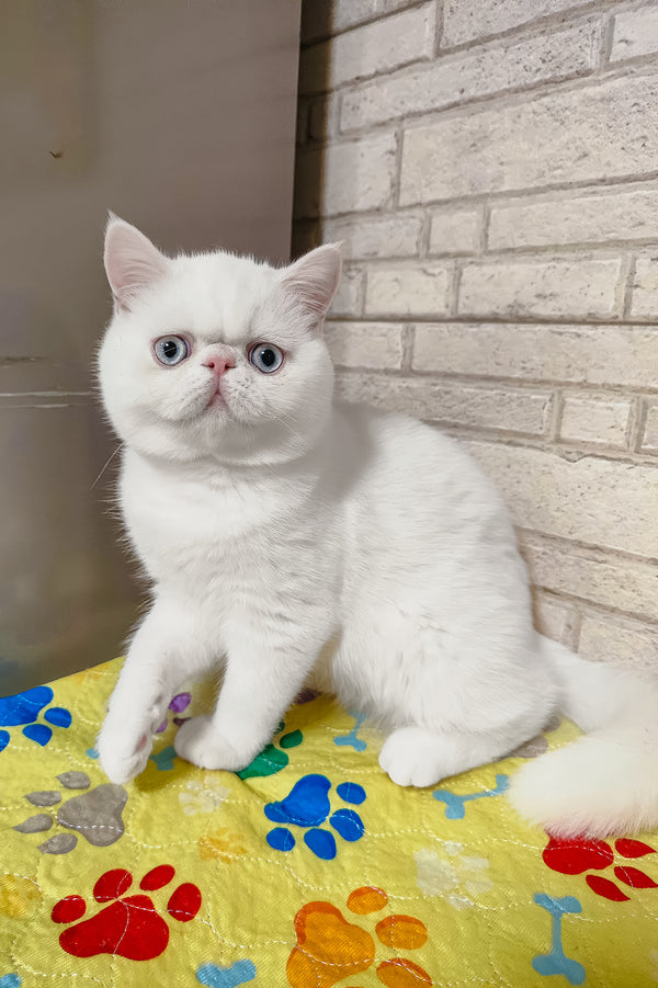 Kokos | Exotic Shorthair Kitten