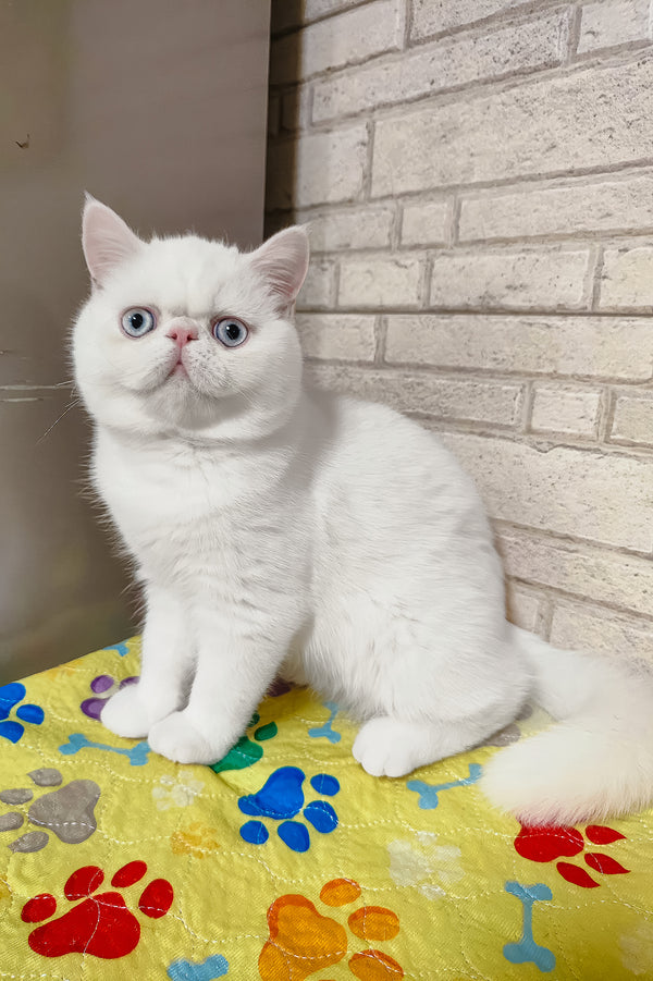 Kokos | Exotic Shorthair Kitten