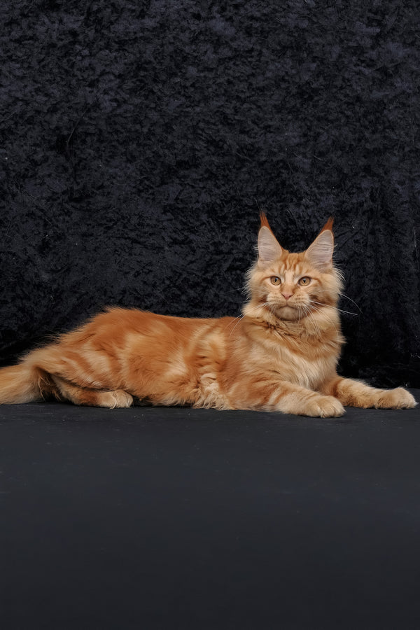 Konor | Maine Coon Kitten