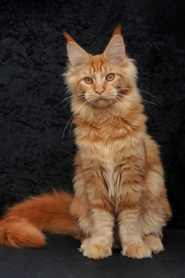 Konor | Maine Coon Kitten