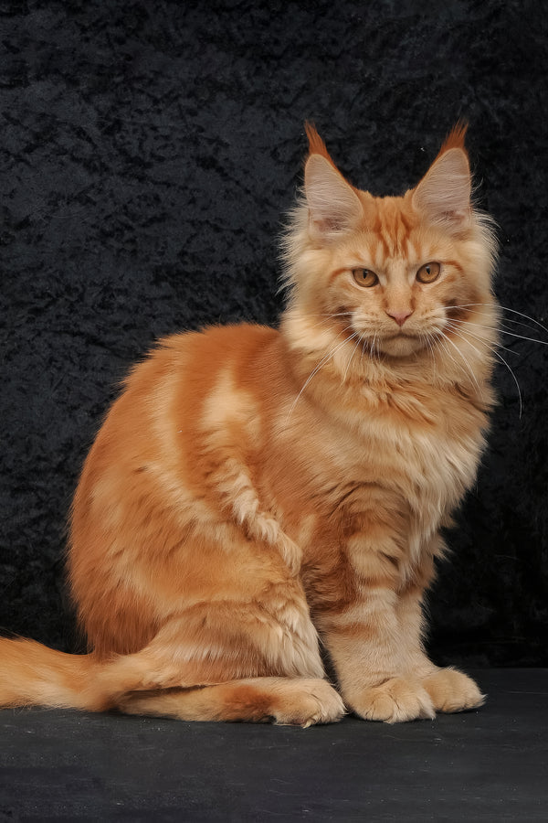 Konor | Maine Coon Kitten