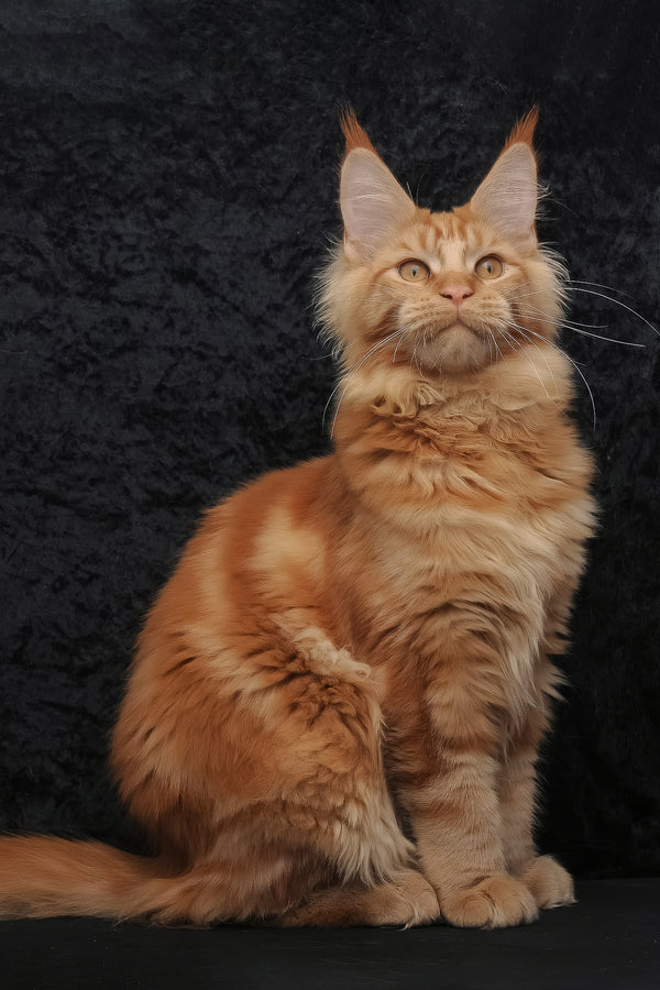 Konor | Maine Coon Kitten