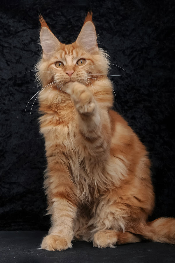 Konor | Maine Coon Kitten