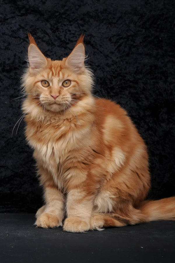 Konor | Maine Coon Kitten