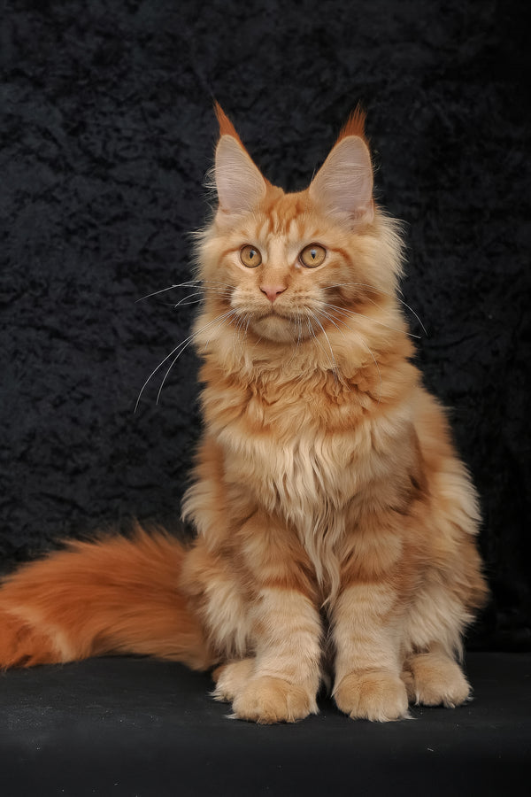 Konor | Maine Coon Kitten