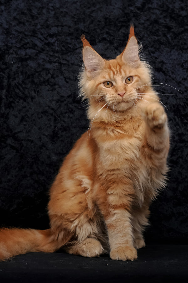 Konor | Maine Coon Kitten