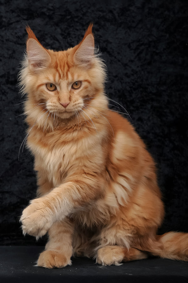 Konor | Maine Coon Kitten