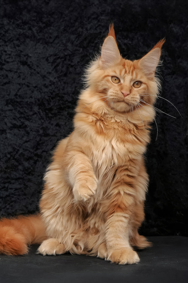 Konor | Maine Coon Kitten