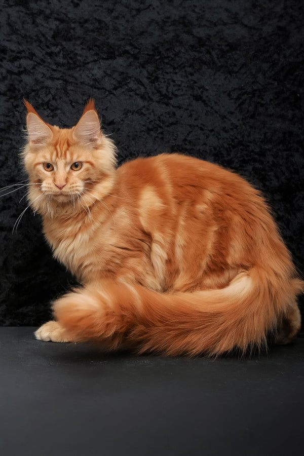 Konor | Maine Coon Kitten