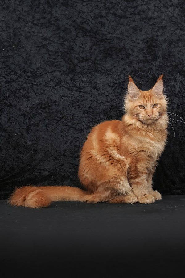 Konor | Maine Coon Kitten