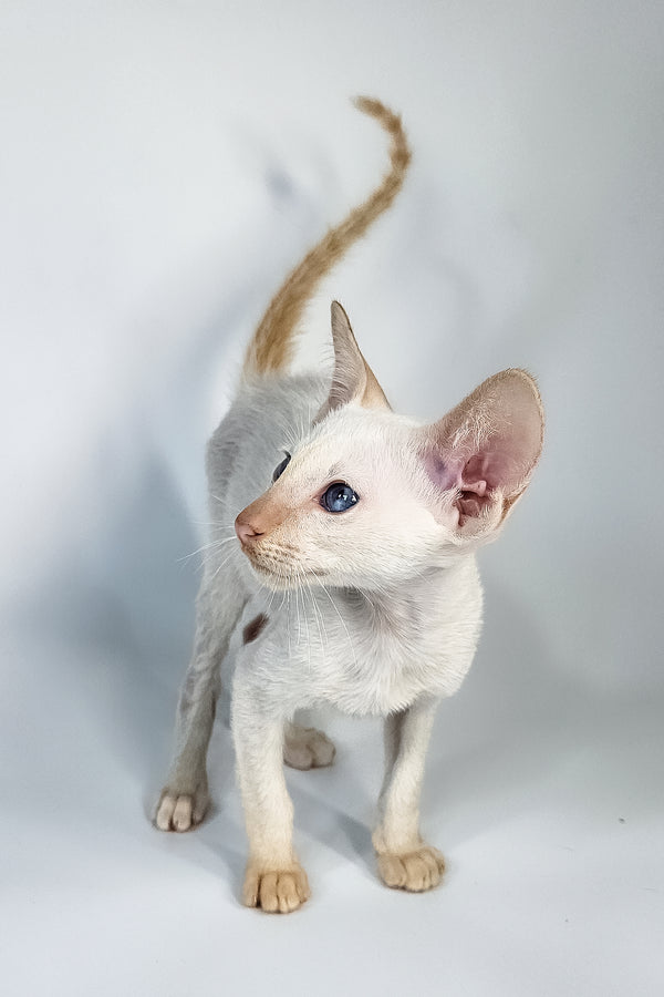 Kori | Oriental Shorthair Kitten