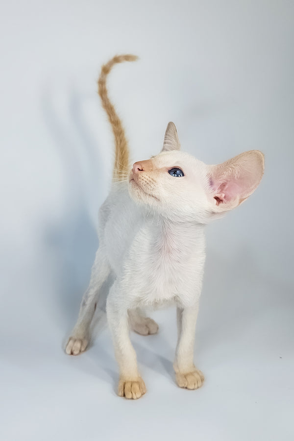 Kori | Oriental Shorthair Kitten