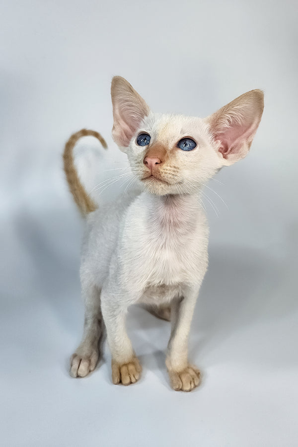 Kori | Oriental Shorthair Kitten