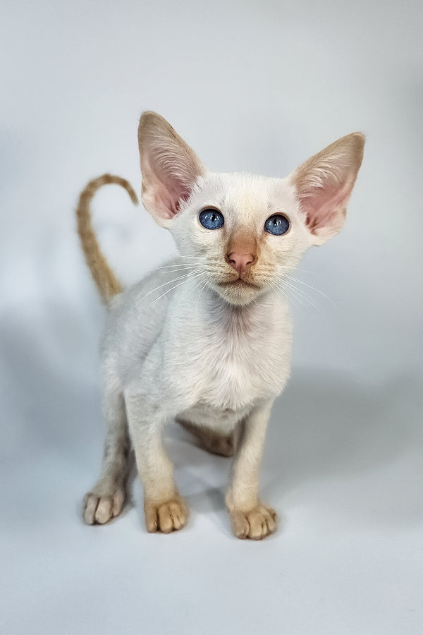 Kori | Oriental Shorthair Kitten