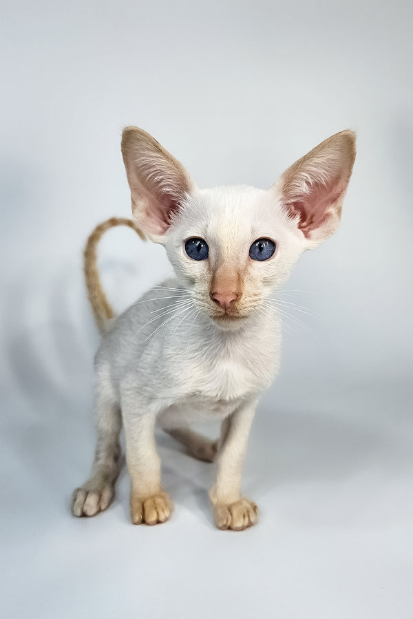 Kori | Oriental Shorthair Kitten