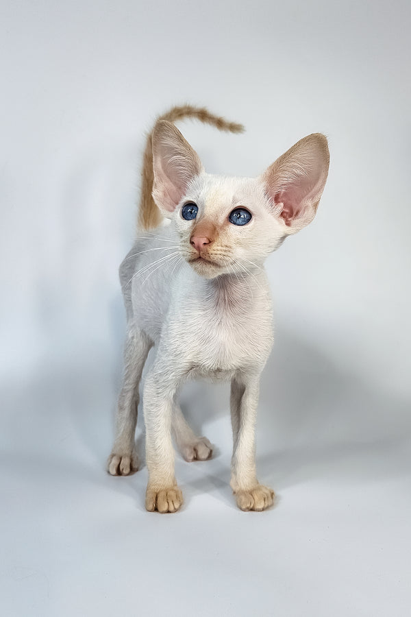 Kori | Oriental Shorthair Kitten