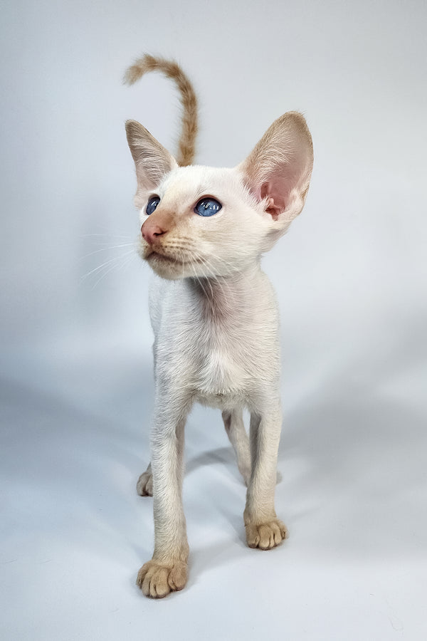 Kori | Oriental Shorthair Kitten