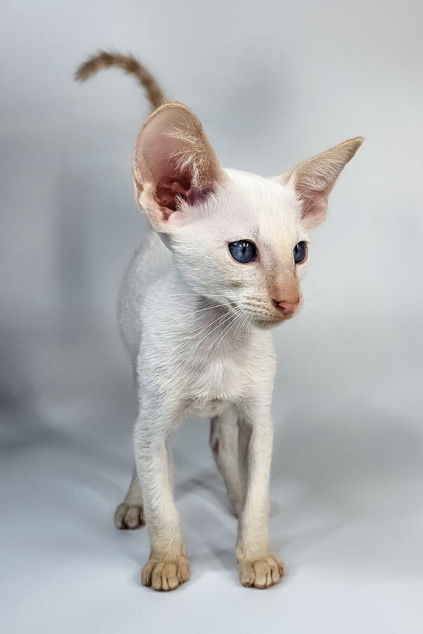 Kori | Oriental Shorthair Kitten
