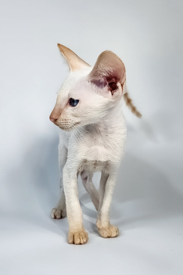 Kori | Oriental Shorthair Kitten