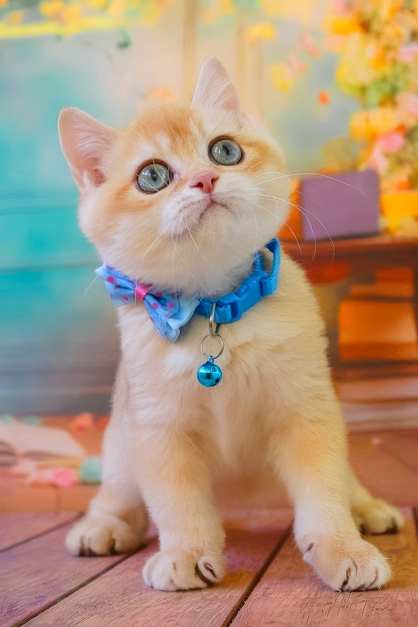 Kosmos | British Shorthair Kitten