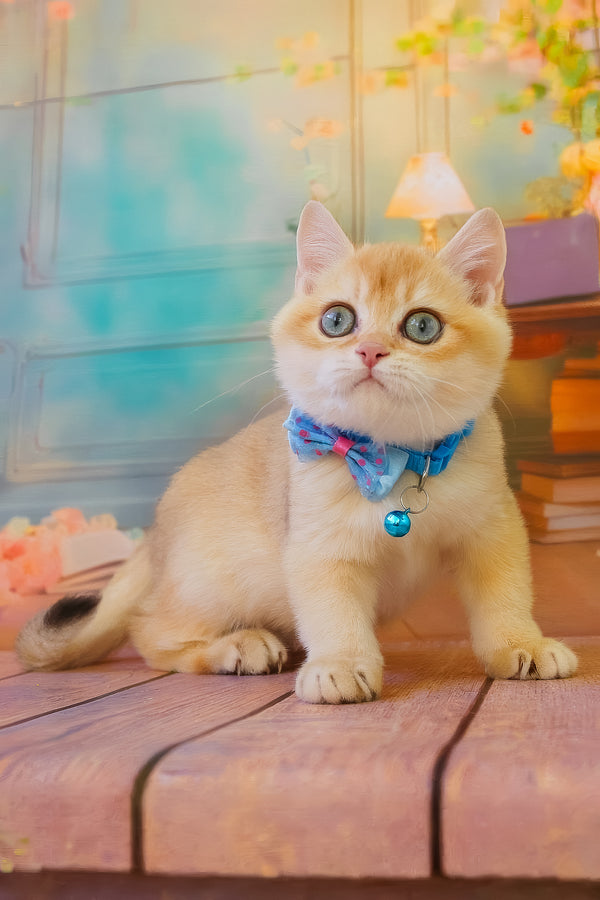 Kosmos | British Shorthair Kitten