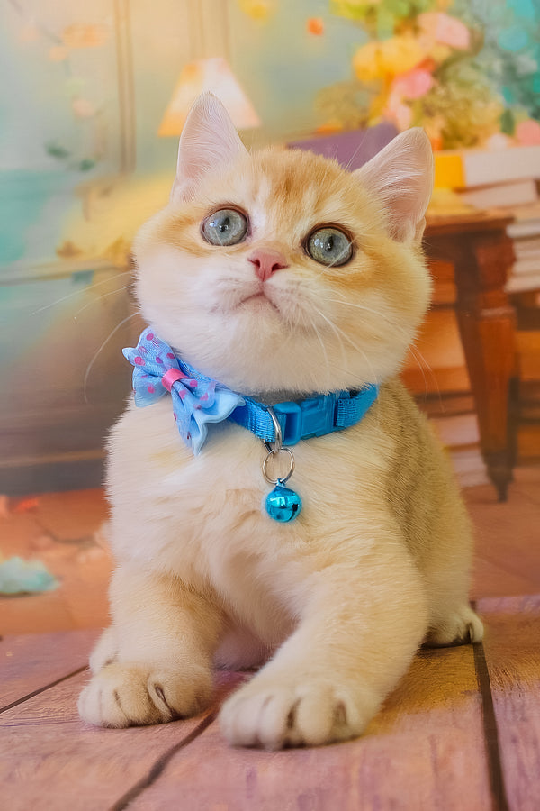 Kosmos | British Shorthair Kitten
