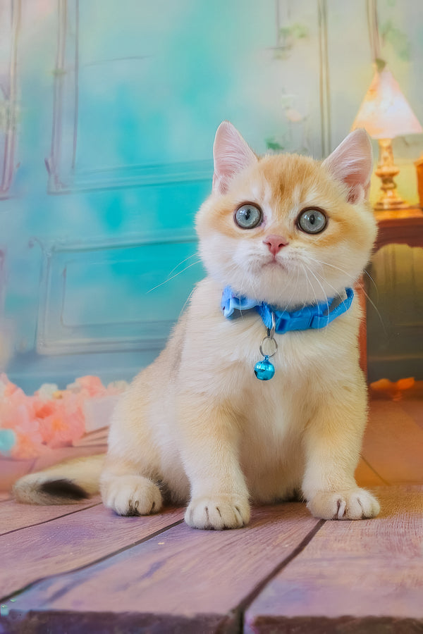 Kosmos | British Shorthair Kitten