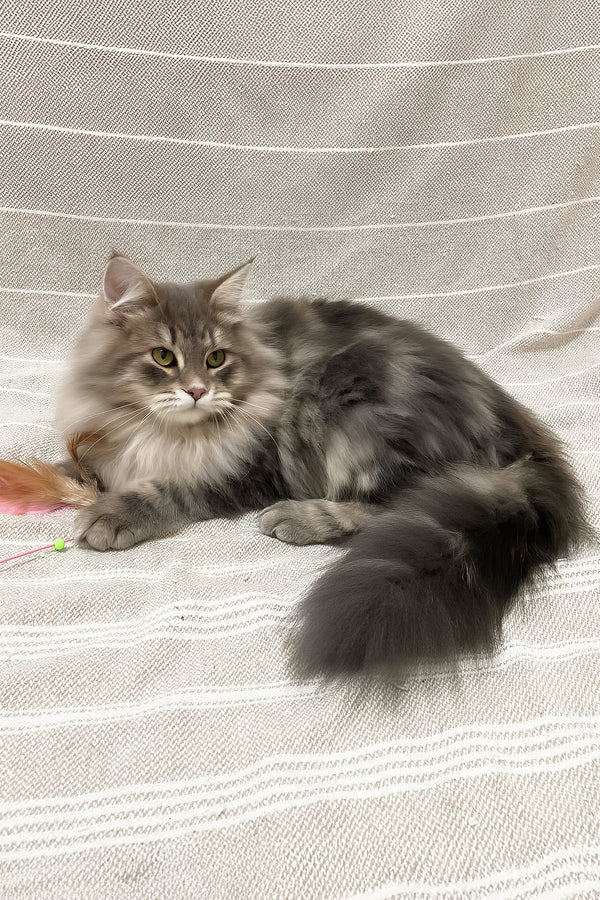 Krasha | Siberian Kitten