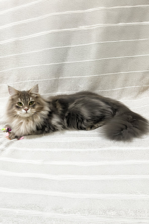 Krasha | Siberian Kitten