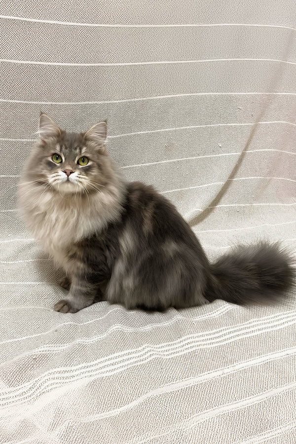 Krasha | Siberian Kitten