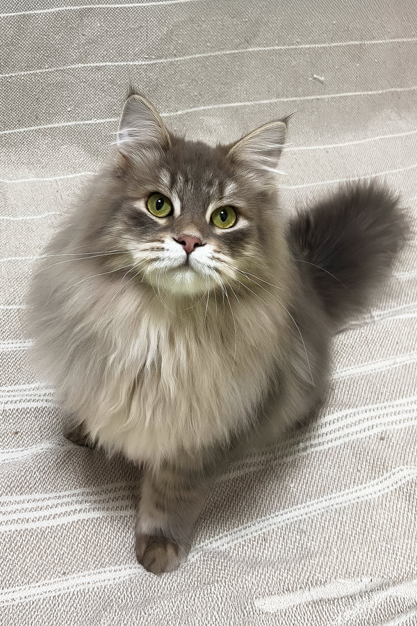 Krasha | Siberian Kitten