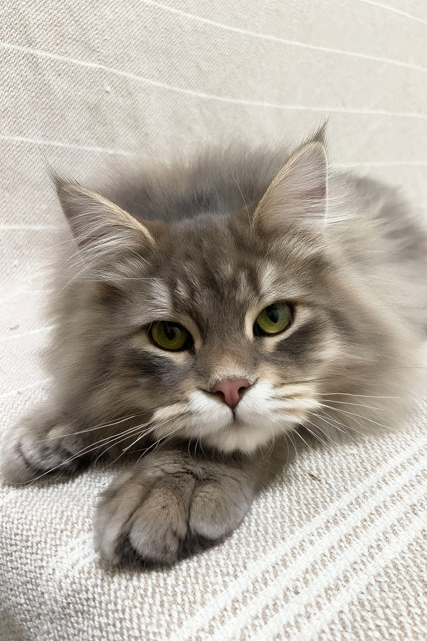 Krasha | Siberian Kitten