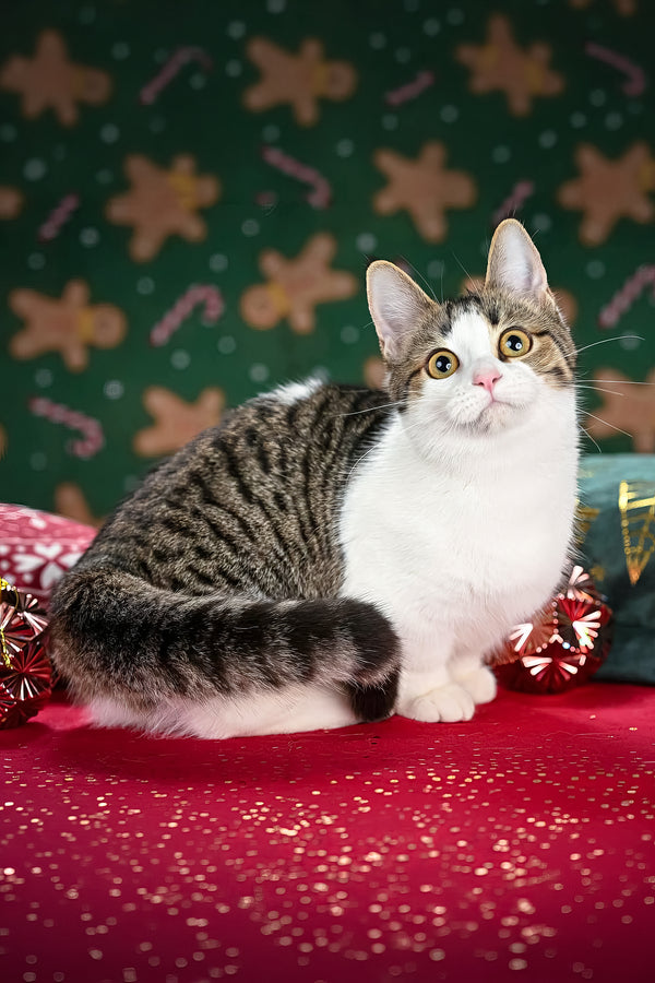 Kristin | Munchkin Kitten