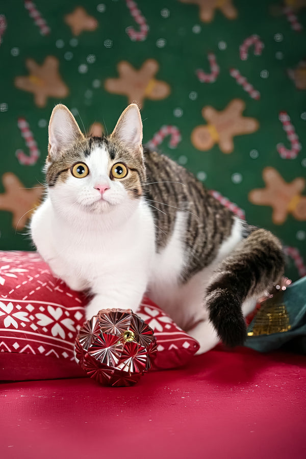Kristin | Munchkin Kitten