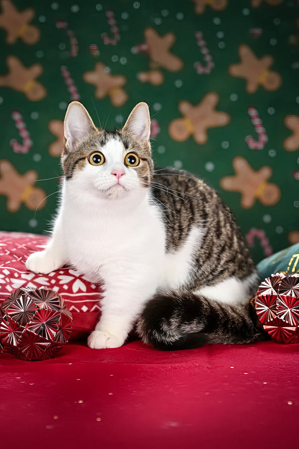 Kristin | Munchkin Kitten