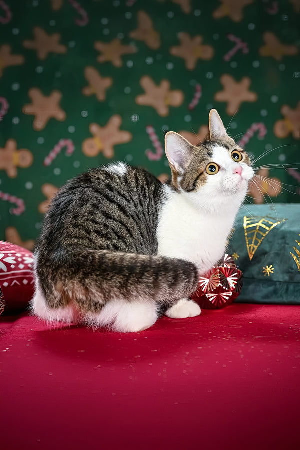 Kristin | Munchkin Kitten