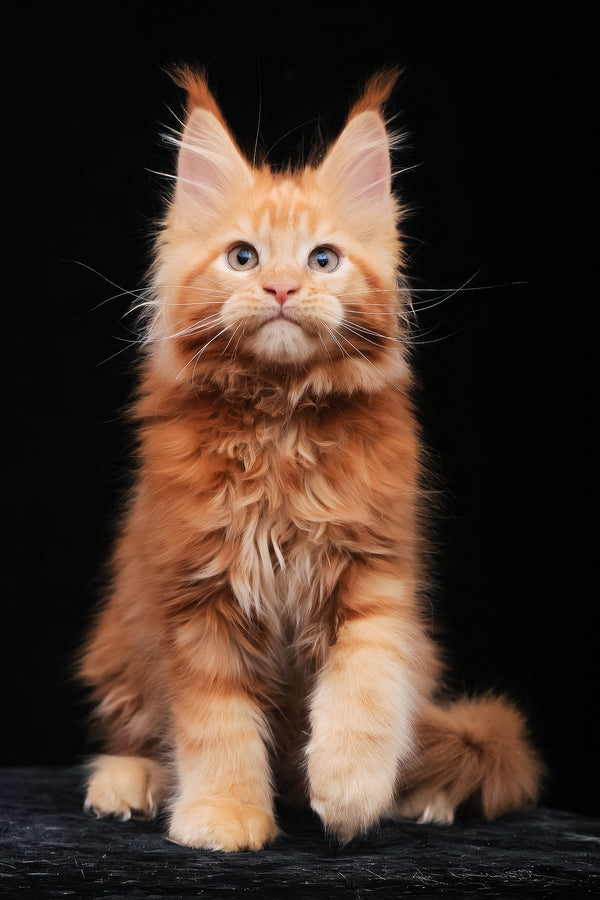 Kendra | Maine Coon Kitten