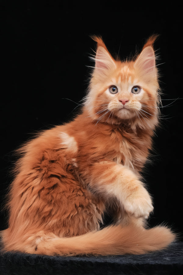 Kendra | Maine Coon Kitten