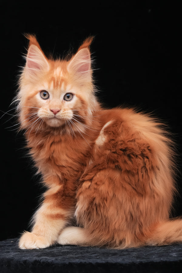 Kendra | Maine Coon Kitten