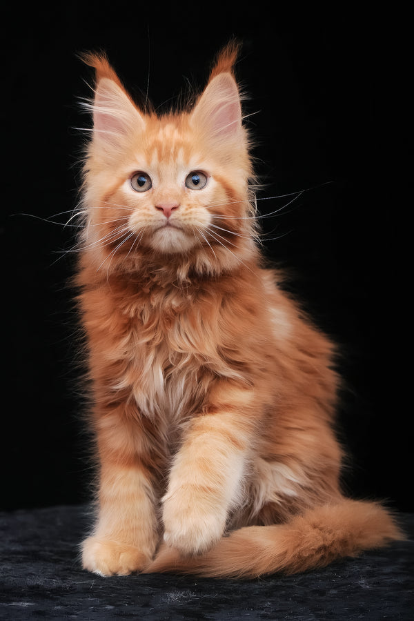 Kendra | Maine Coon Kitten