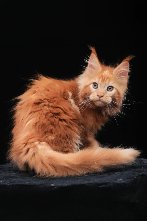 Kendra | Maine Coon Kitten