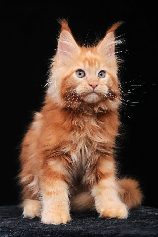 Kendra | Maine Coon Kitten