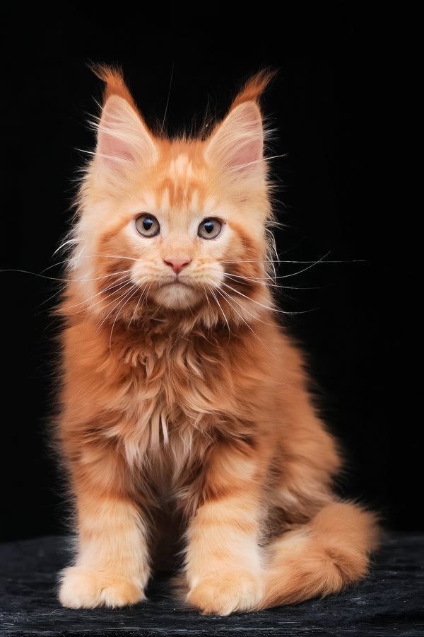 Kendra | Maine Coon Kitten