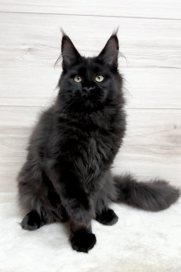 Kuky | Maine Coon Kitten